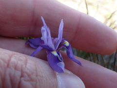 Moraea australis