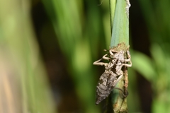 Gomphus