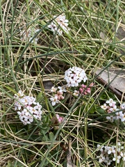 Pimelea alpina