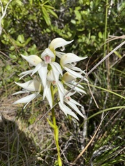 Megastylis gigas