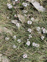Pimelea alpina