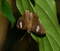 Celaenorrhinus asmara