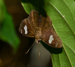 Celaenorrhinus asmara