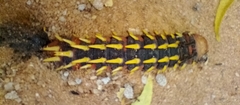 Bunaea alcinoe