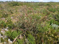 Cymbopogon marginatus