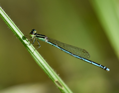 Agriocnemis lacteola