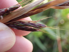 Cymbopogon marginatus