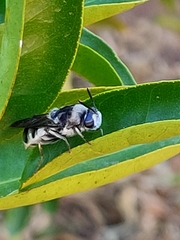 Stratiomys longicornis