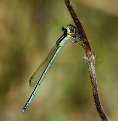 Agriocnemis lacteola