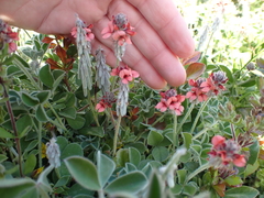 Indigofera tomentosa