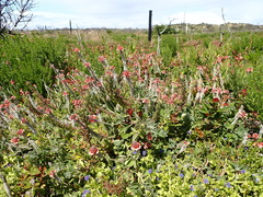 Indigofera tomentosa