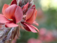 Indigofera tomentosa