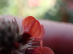 Indigofera tomentosa