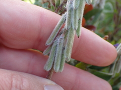 Indigofera tomentosa