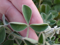 Indigofera tomentosa
