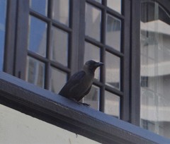 Corvus splendens