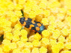 Castiarina bicolor