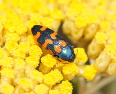 Castiarina bicolor