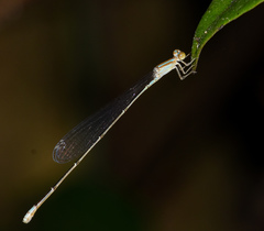 Aciagrion