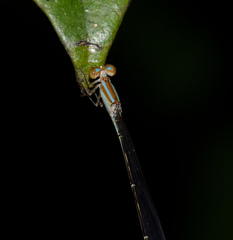 Aciagrion