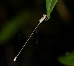 Aciagrion