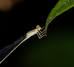Aciagrion