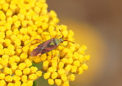 Pseudopantilius australis