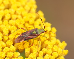Pseudopantilius australis