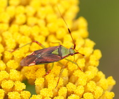 Pseudopantilius australis