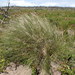 Stipagrostis zeyheri - Photo (c) Adriaan Grobler, algunos derechos reservados (CC BY-NC), uploaded by Adriaan Grobler