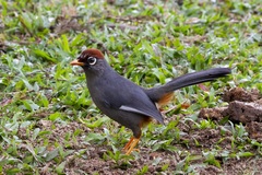 Pterorhinus mitratus