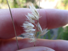 Melica racemosa
