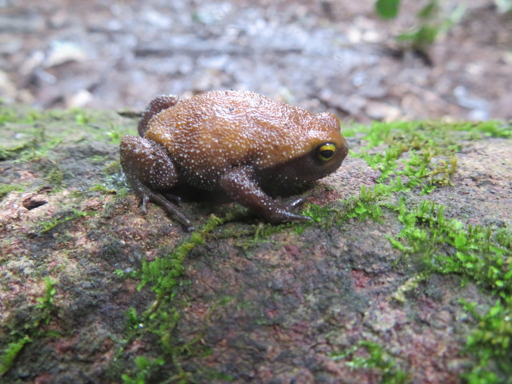 Loveridge's Forest Frog