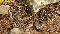 Gloydius intermedius