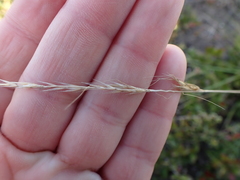 Stipa dregeana
