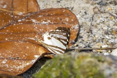 Dodona deodata
