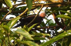 Streptopelia chinensis