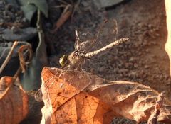 Diplacodes trivialis