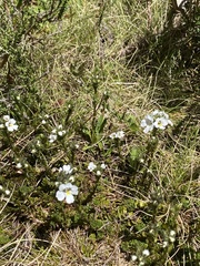 Euphrasia gibbsiae