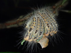 Arna pseudoconspersa