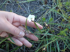 Convolvulus bidentatus