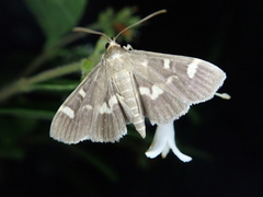 Syllepte segnalis