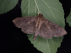 Omiodes noctescens
