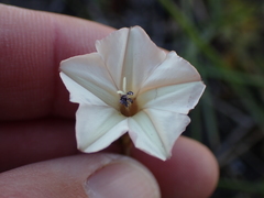 Convolvulus bidentatus