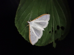 Palpita nigropunctalis