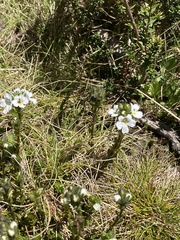 Euphrasia gibbsiae