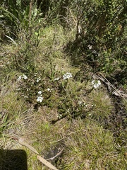 Euphrasia gibbsiae
