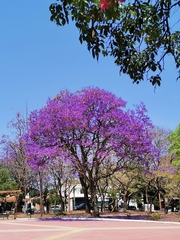 Jacaranda mimosifolia