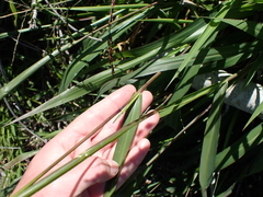 Panicum coloratum