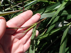 Panicum coloratum